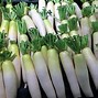 Daikon Radish Là Gì